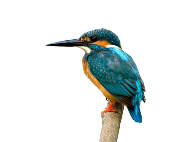 istock Common kingfisher bird the beautiful blue with brown belly 658797060