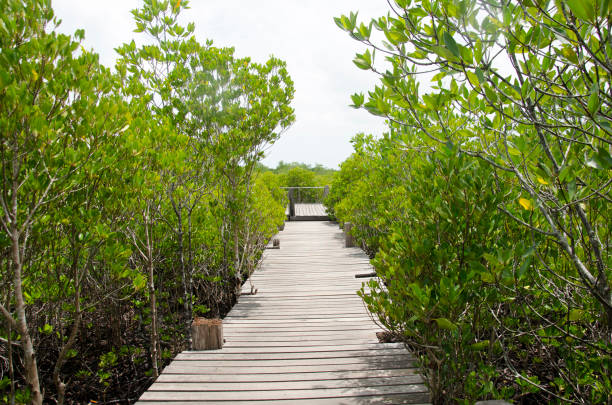 istock Wooden long brigde pathway for people and traveler visit 658799432