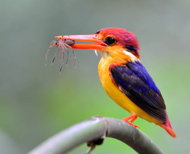istock Oriental Dwarf or Black-Backed Kingfisher 658800024