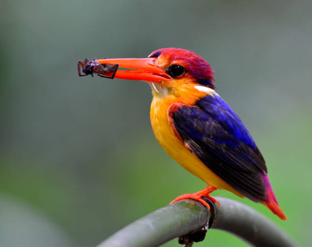 istock Oriental Dwarf or Black-Backed Kingfisher 658800030