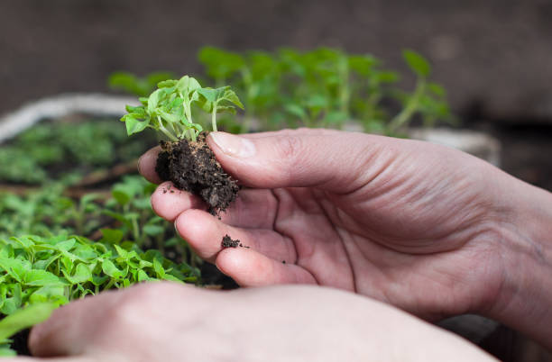 istock Planting of plants in the soil in spring 658802982