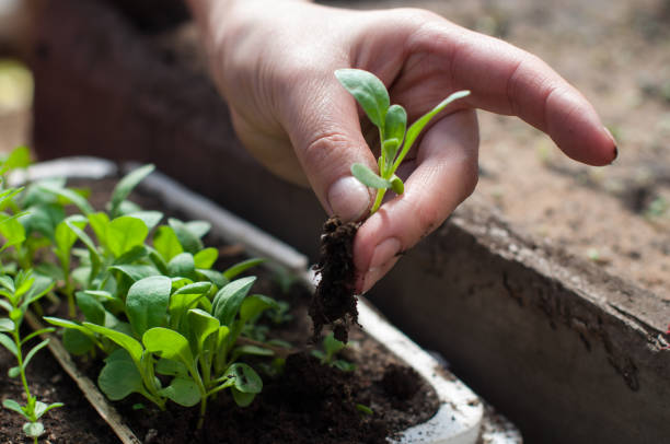 istock Planting of plants in the soil in spring 658802988