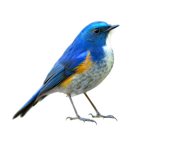 istock Himalayan bluetail or orange-flanked bush-robin (Tarsiger rufilatus) 658803074
