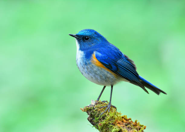istock Himalayan bluetail or orange-flanked bush-robin (Tarsiger rufilatus) 658803104