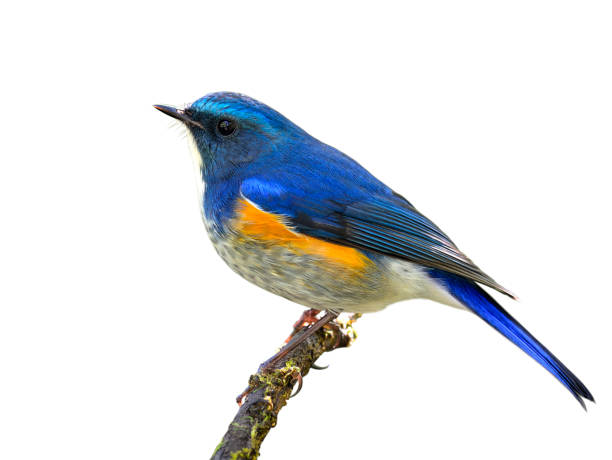 istock Himalayan bluetail or orange-flanked bush-robin (Tarsiger rufilatus) 658803106