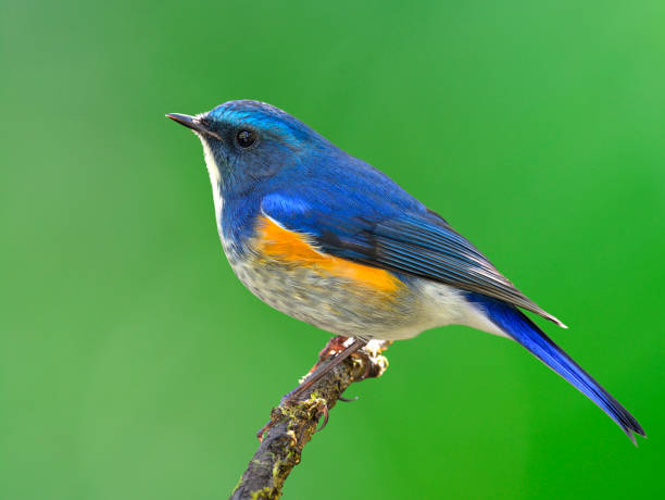 istock Himalayan bluetail or orange-flanked bush-robin (Tarsiger rufilatus) 658803108