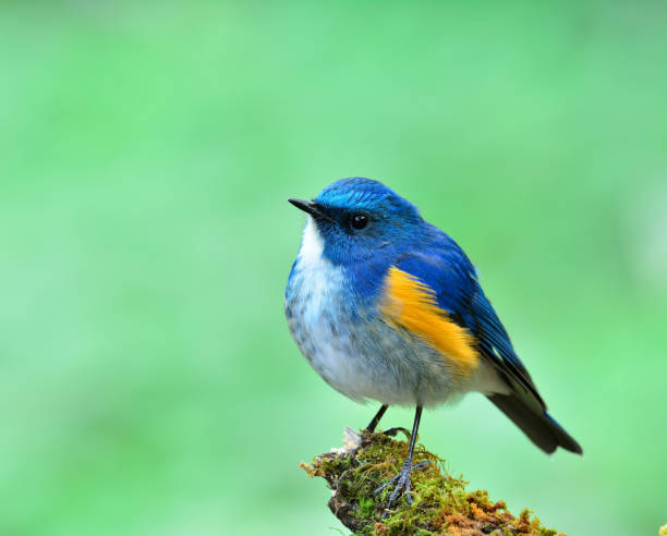 istock Himalayan bluetail or orange-flanked bush-robin (Tarsiger rufilatus) 658803110