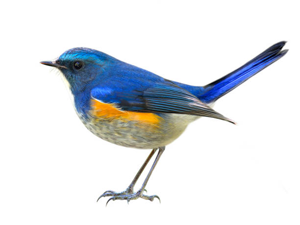 istock Himalayan bluetail or orange-flanked bush-robin (Tarsiger rufilatus) 658803128
