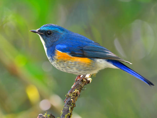 istock Himalayan bluetail or orange-flanked bush-robin (Tarsiger rufilatus) 658803160