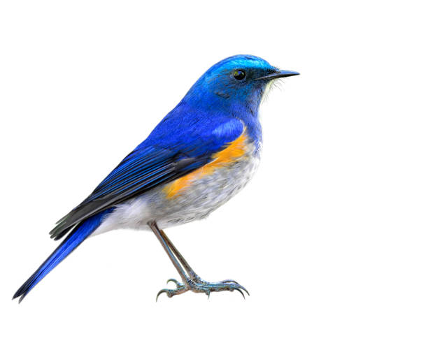istock Himalayan bluetail or orange-flanked bush-robin (Tarsiger rufilatus) 658803162