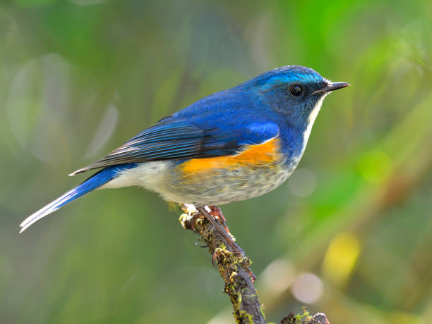 istock Himalayan bluetail or orange-flanked bush-robin (Tarsiger rufilatus) 658803184
