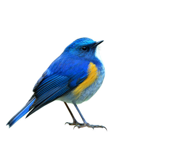 istock Himalayan bluetail or orange-flanked bush-robin (Tarsiger rufilatus) 658803186