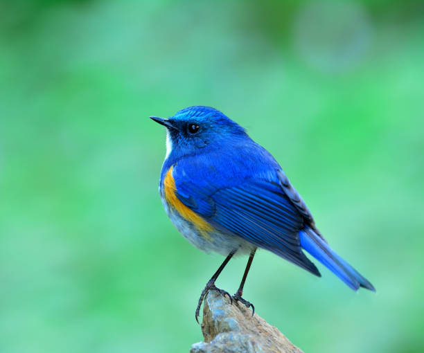 istock Himalayan bluetail or orange-flanked bush-robin (Tarsiger rufilatus) 658803214
