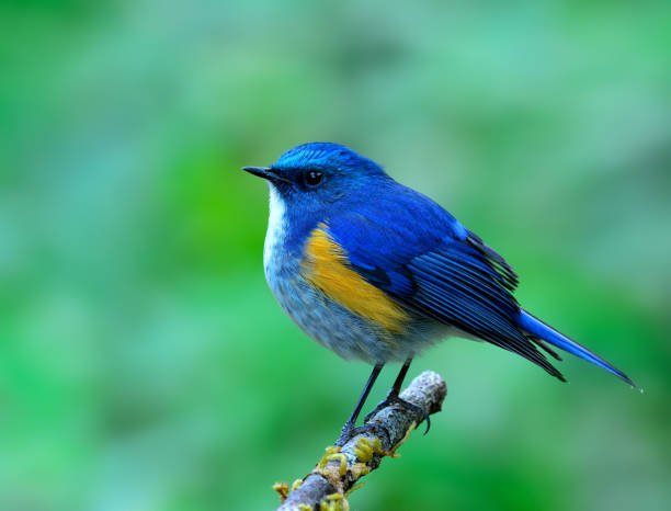 istock Himalayan bluetail or orange-flanked bush-robin (Tarsiger rufilatus) 658803216