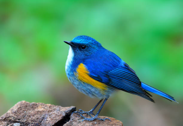istock Himalayan bluetail or orange-flanked bush-robin (Tarsiger rufilatus) 658803228