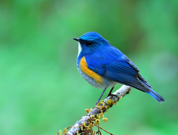 istock Himalayan bluetail or orange-flanked bush-robin (Tarsiger rufilatus) 658803234