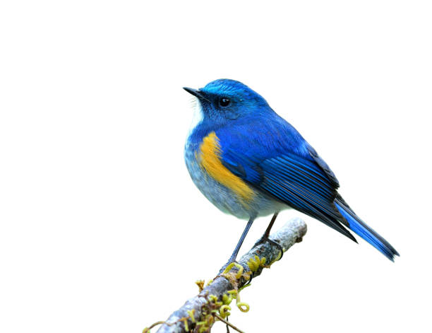 istock Himalayan bluetail or orange-flanked bush-robin (Tarsiger rufilatus) 658803236