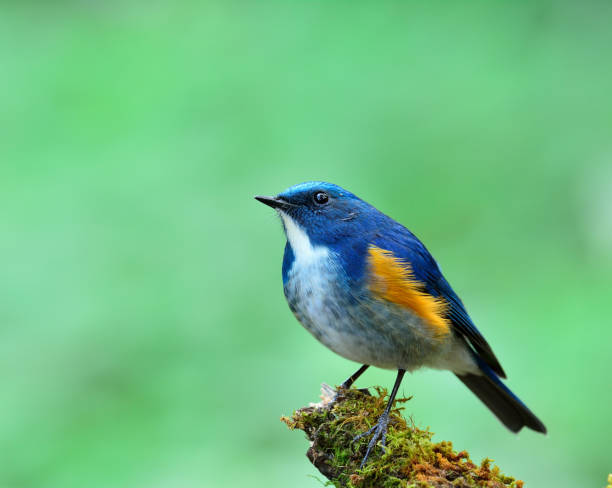 istock Himalayan bluetail or orange-flanked bush-robin (Tarsiger rufilatus) 658803242