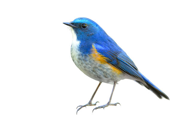 istock Himalayan bluetail or orange-flanked bush-robin (Tarsiger rufilatus) 658803248
