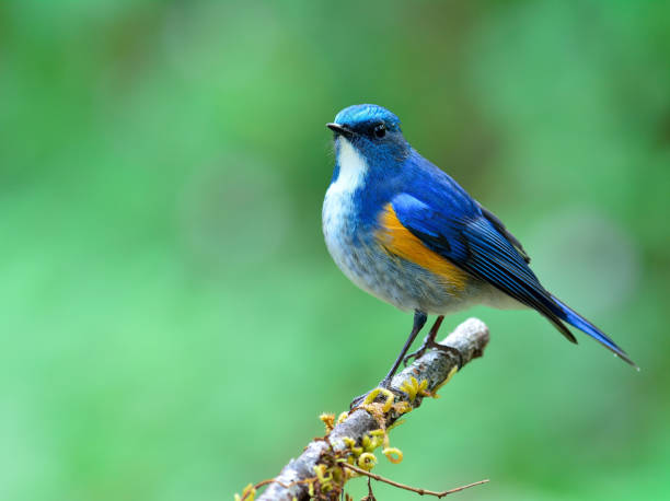 istock Himalayan bluetail or orange-flanked bush-robin (Tarsiger rufilatus) 658803254