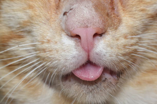 istock Yellow cat is sick and sad 658803414