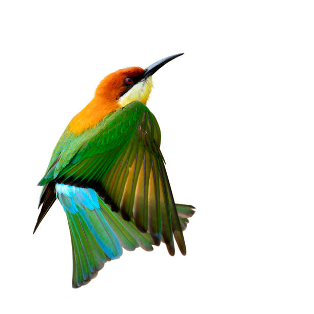 istock Chestnut-headed Bee-eater beautiful green birds with brown head 658803858