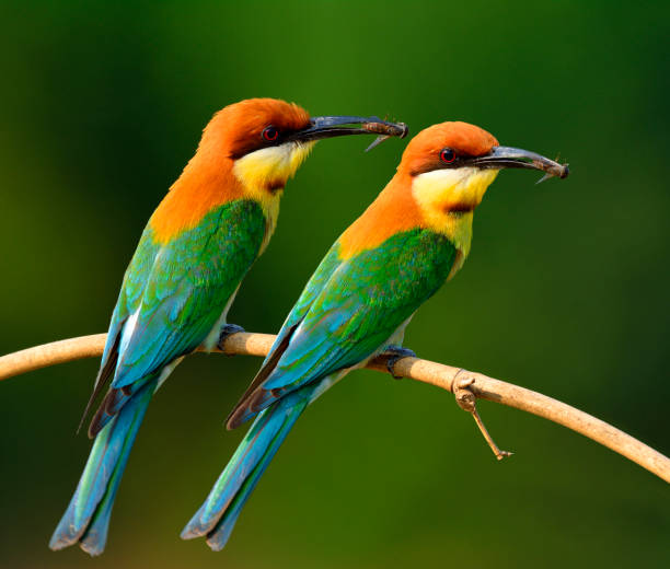 istock Chestnut-headed Bee-eater beautiful green birds with brown head 658803878