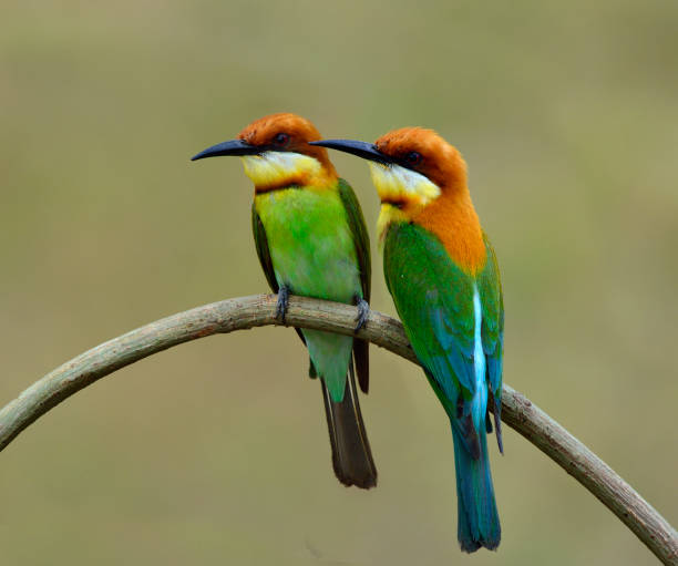 istock Chestnut-headed Bee-eater beautiful green birds with brown head 658803894