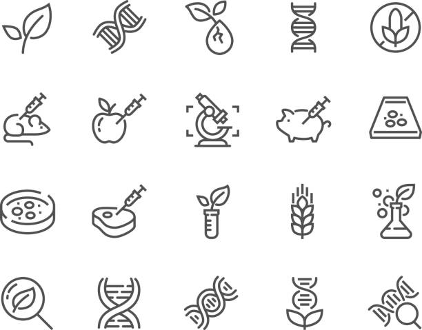 Line GMO Icons Simple Set of GMO Related Vector Line Icons. Contains such Icons as DNA, Lab Tests, Petri Dish and more. Editable Stroke. 48x48 Pixel Perfect. genetics icon stock illustrations