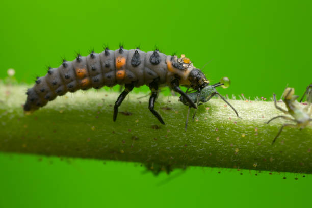 coccinella a sette punti, larva di coccinella septempunctata che si nutre di afide - larva foto e immagini stock