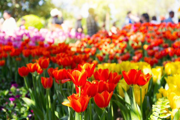 istock Tulip flower garden 658811274
