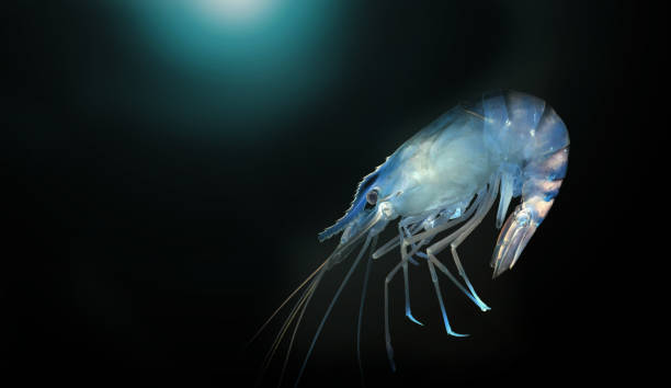 синие креветки в темноте - prepared crustacean flash стоковые фото и изображения