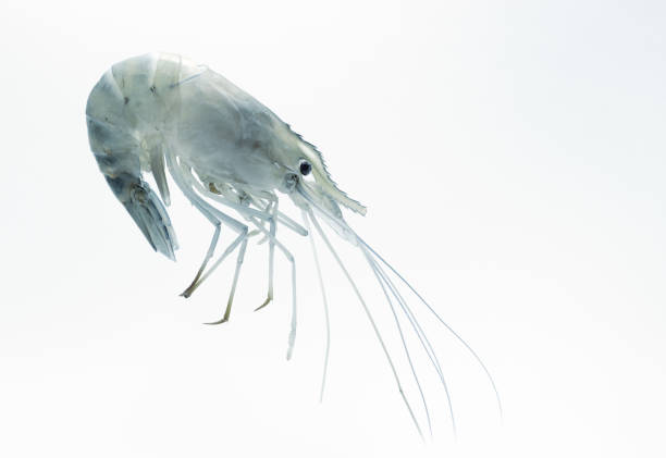 креветки на белом фоне - prepared crustacean flash стоковые фото и изображения