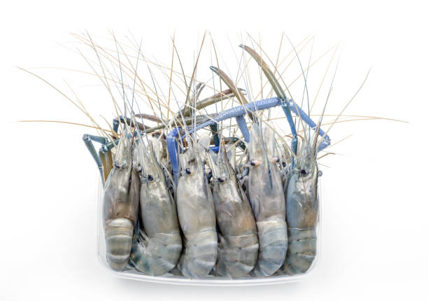 camarão em caixa de plástico - prepared crustacean flash - fotografias e filmes do acervo