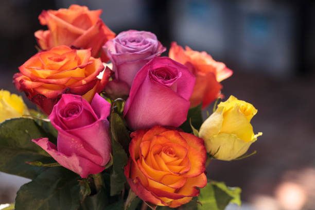 istock Roses in a rainbow of colors 658817538