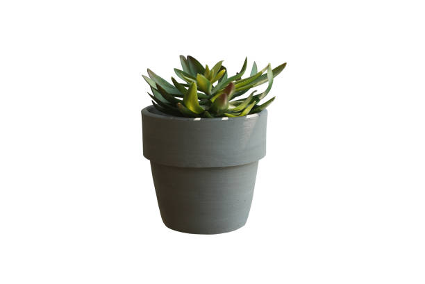 istock artificial succulent plant in grey pot isolated 658817722