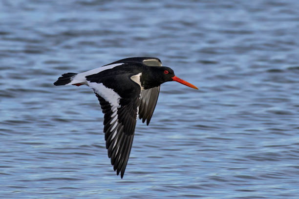 istock Eurasian oystercatcher (Haematopus ostralegus) 658818890