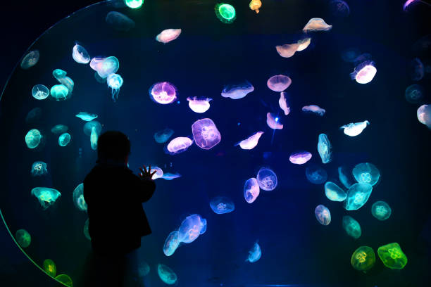 jellyfishes - jellyfish moon jellyfish underwater wildlife zdjęcia i obrazy z banku zdjęć