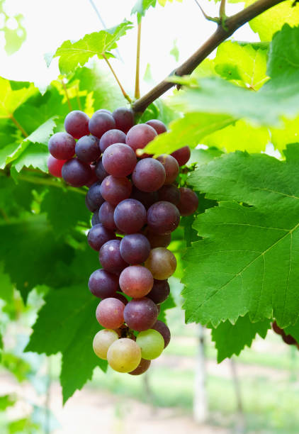 istock bunches of red wine grapes 658823614