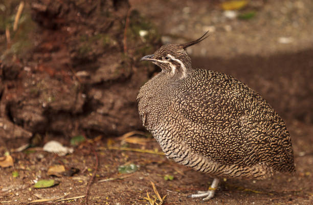 Elegant crested tinamou Elegant crested tinamou called Eudromia elegans elegans is found in Argentina eudromia elegans stock pictures, royalty-free photos & images
