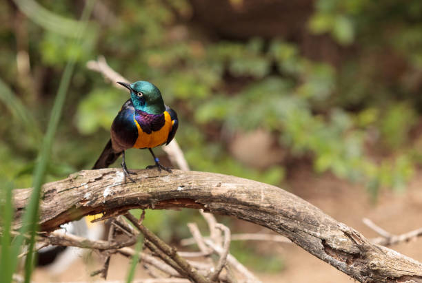istock Golden-breasted starling called Lamprotornis regius 658826020