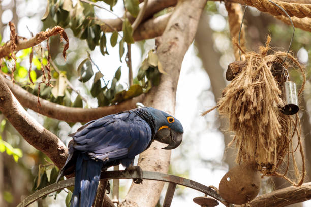 istock Bright blue and yellow Hyacinth Macaw 658827250