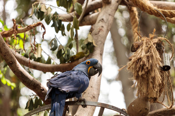 istock Bright blue and yellow Hyacinth Macaw 658827376