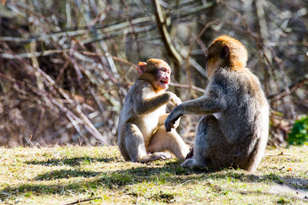 istock Little Berber monkeys fight together 658827412