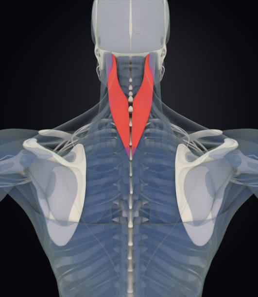 Splenius Capitis, neck muscles, stress, human anatomy. 3D illustration stock photo