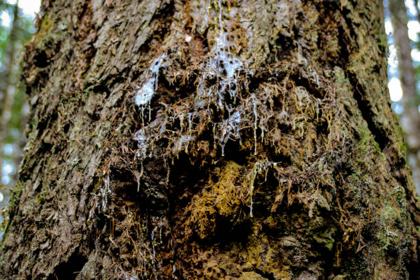 istock Tree resin sap dripping from large Douglas Fir 658830186