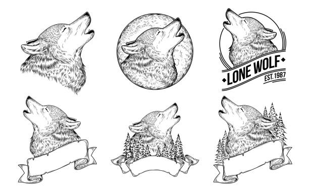 Set vector illustrations of a howling wolves Set vector illustrations of a howling wolves with ribbon, engraving. Print for T-shirts. wolf illustrations stock illustrations