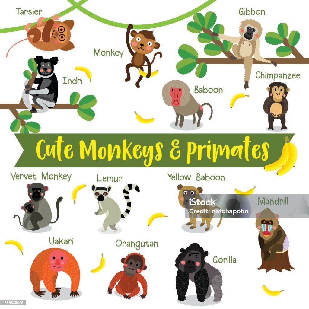 Monkey And Primate Animals Cartoon With Animal Name Vector Illustration  Stock Illustration - Download Image Now - iStock