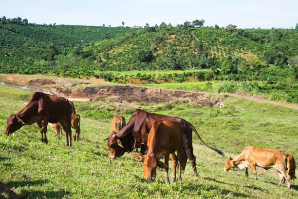 istock Cow on the grass field. 658839104