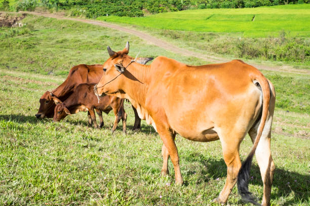 istock Cow on the grass field. 658839138